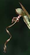 Image of Adriatic lizard orchid