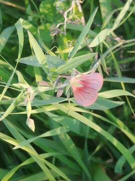 Imagem de Lathyrus blepharicarpus Boiss.