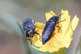 Imagem de Acmaeodera crinita melanosoma Lucas 1844