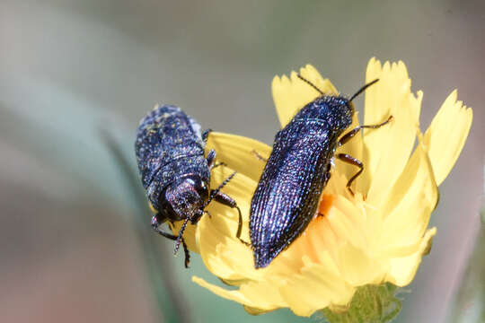 Image of Acmaeodera crinita Gory 1840