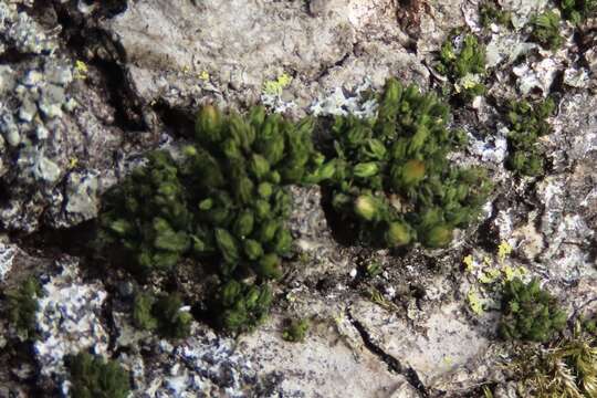 Image of stellate orthotrichum moss