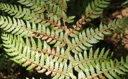 Image of Polystichum incongruum J. P. Roux