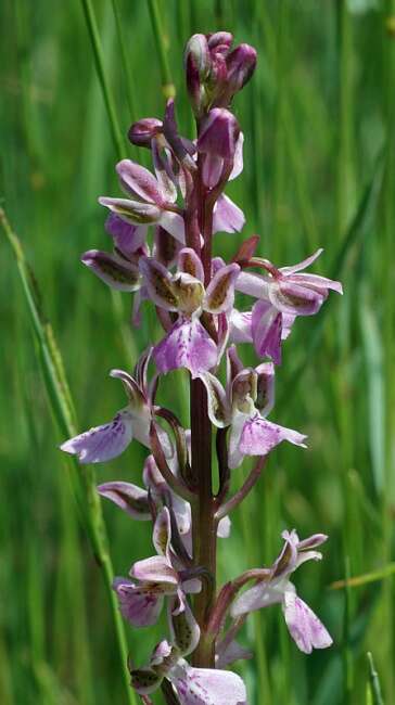 Image of Orchis patens Desf.