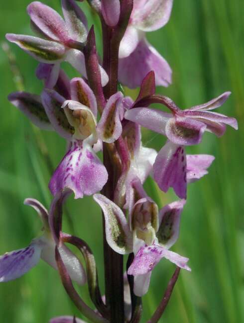 Image of Orchis patens Desf.