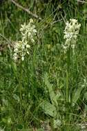 صورة Orchis provincialis Balb. ex Lam. & DC.