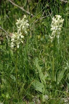 Orchis provincialis Balb. ex Lam. & DC.的圖片