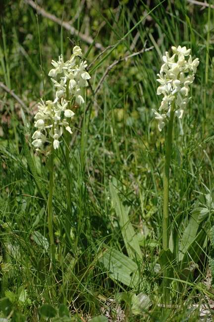 صورة Orchis provincialis Balb. ex Lam. & DC.