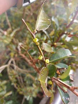 Image de Phyllanthus sieboldianus T. Kuros.