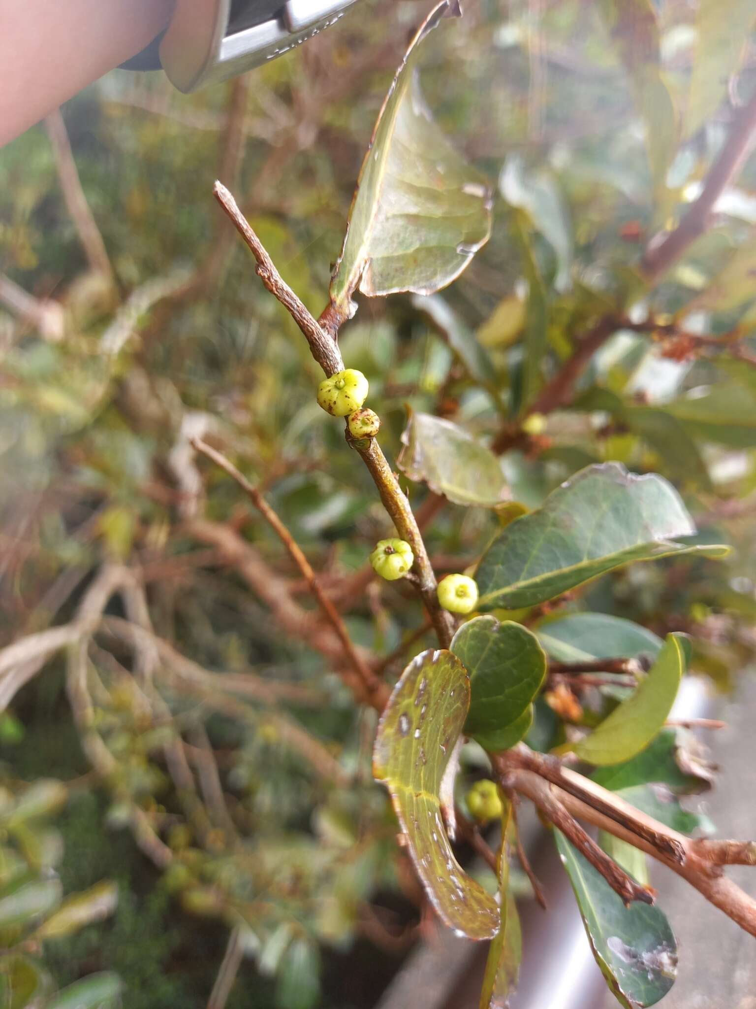 Phyllanthus sieboldianus T. Kuros.的圖片