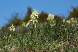 صورة Orchis provincialis Balb. ex Lam. & DC.