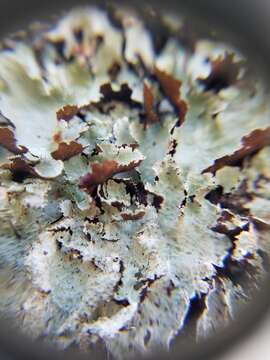 Image of Parmotrema neotropicum Kurok. ex Hale