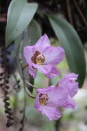 Image of orchid