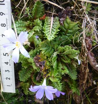 Image of Primula deuteronana Craib