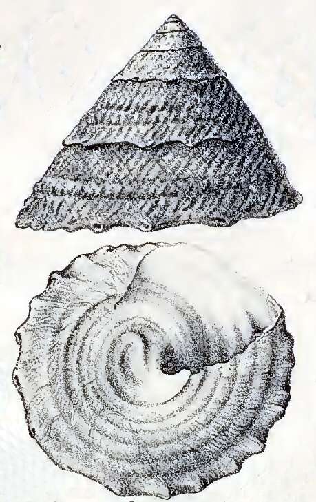 Image de Astralium latispina (Philippi 1844)