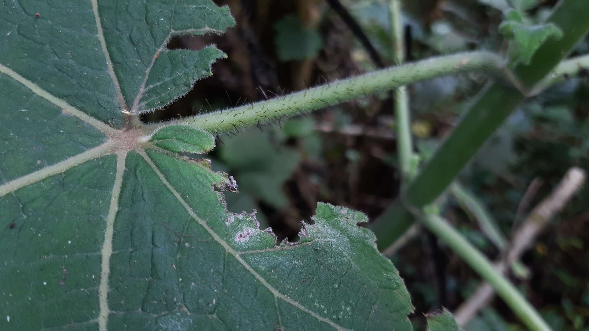 Image of Nasa speciosa (J. D. Sm.) Weigend