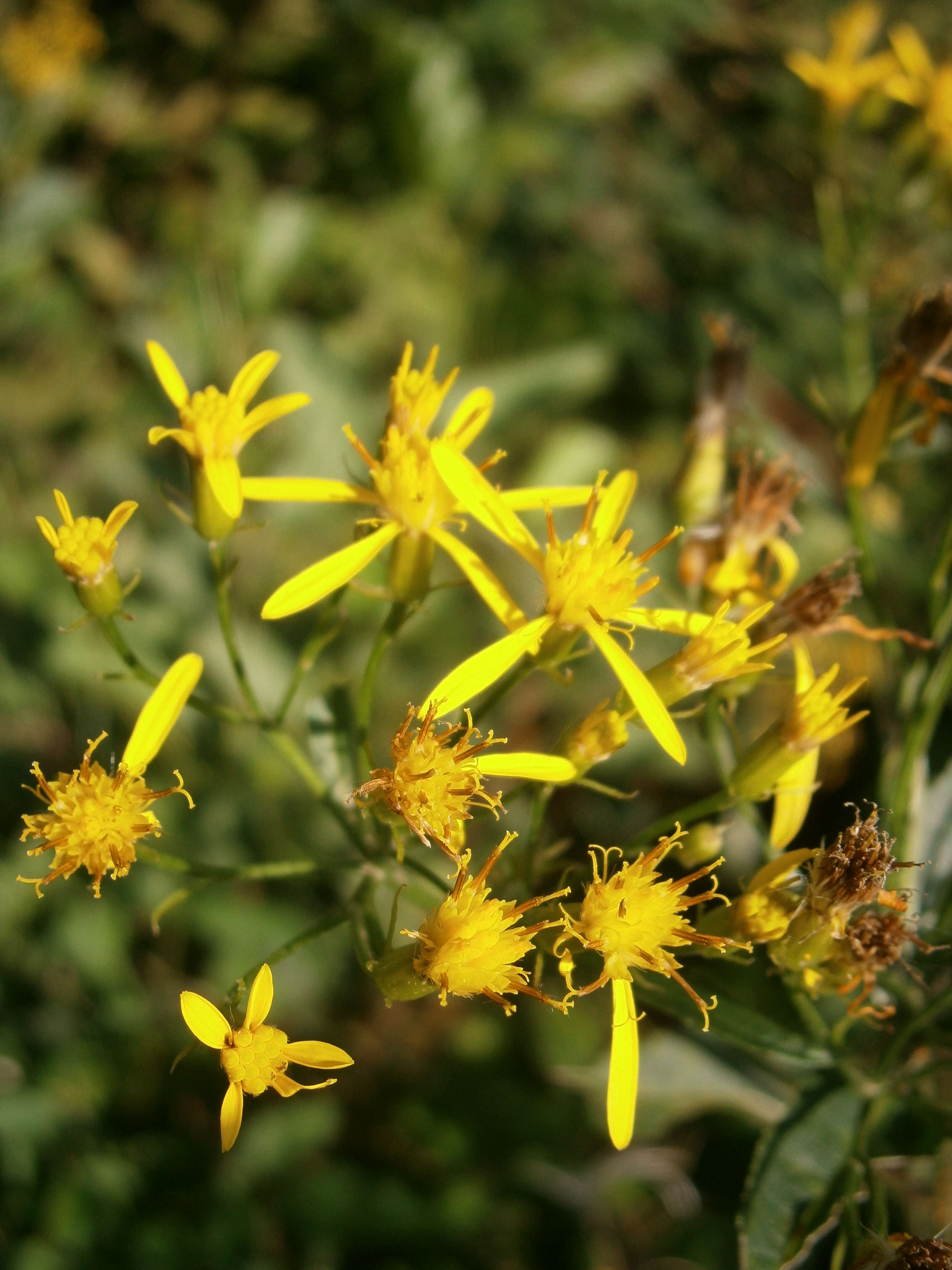 Image of wood ragwort