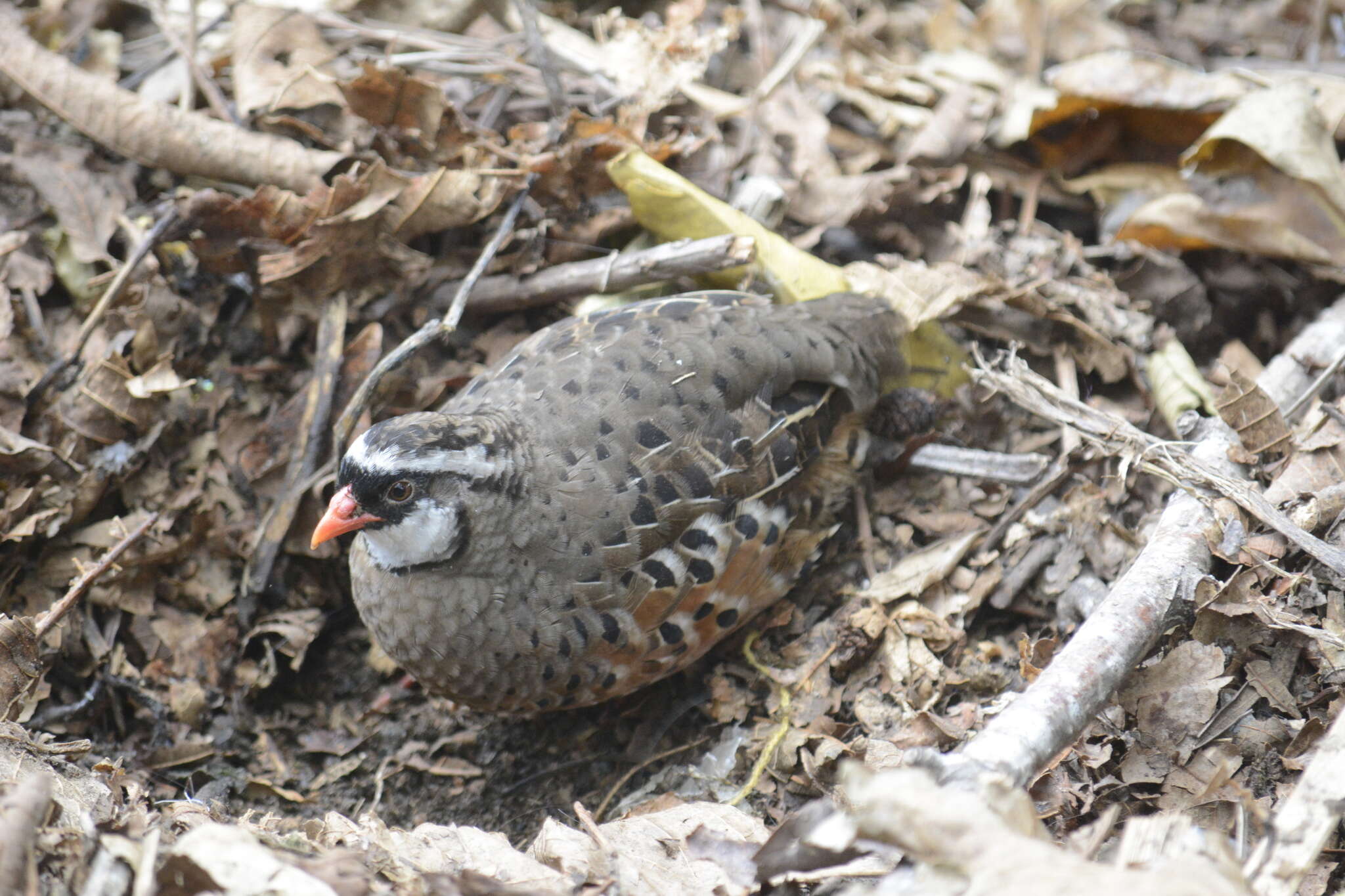 Image of Painted Bush Quail