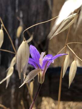 Слика од Brodiaea santarosae T. J. Chester, W. P. Armstr. & Madore