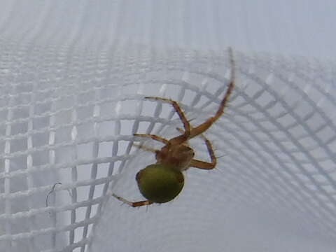 Image de Araneus detrimentosus (O. Pickard-Cambridge 1889)