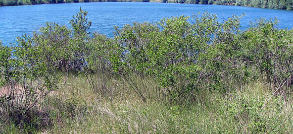 Image of desert false indigo