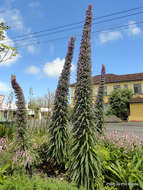 Plancia ëd Echium pininana Webb & Berth.