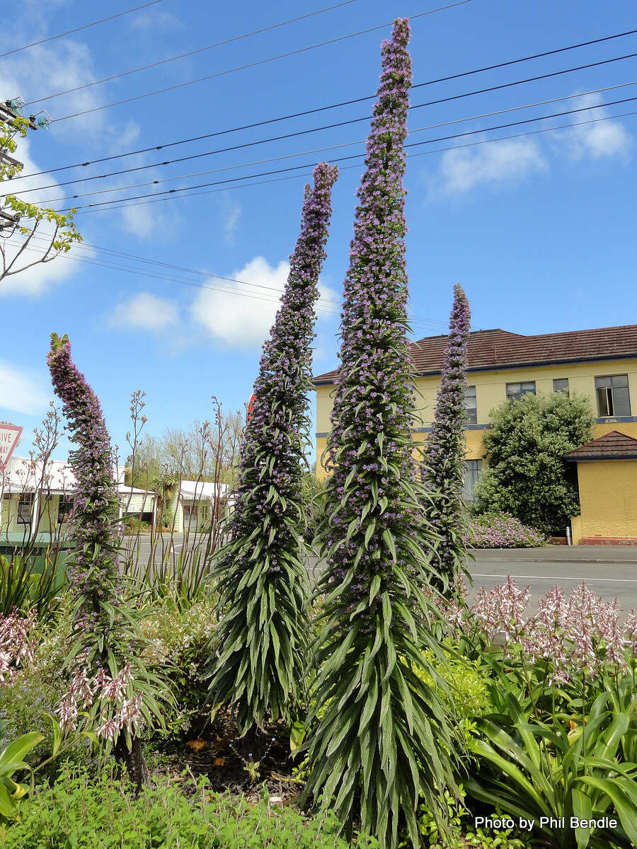 Echium pininana Webb & Berth.的圖片