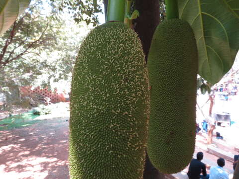 Image of jackfruit