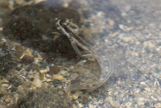 Image of Black-lined Blenny