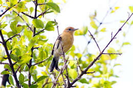 Image of Large-billed Antwren