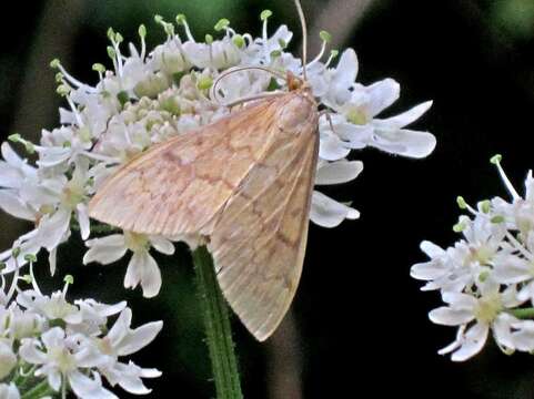 Imagem de Ostrinia nubilalis Hübner