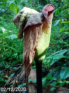 Image of Amorphophallus hewittii Alderw.