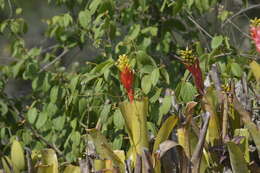 Imagem de Aechmea nudicaulis (L.) Griseb.