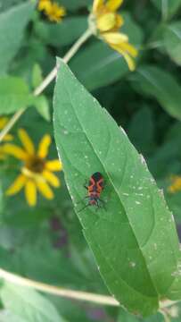 Image of False Milkweed Bug