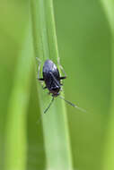 Image of Capsus wagneri Remane 1950