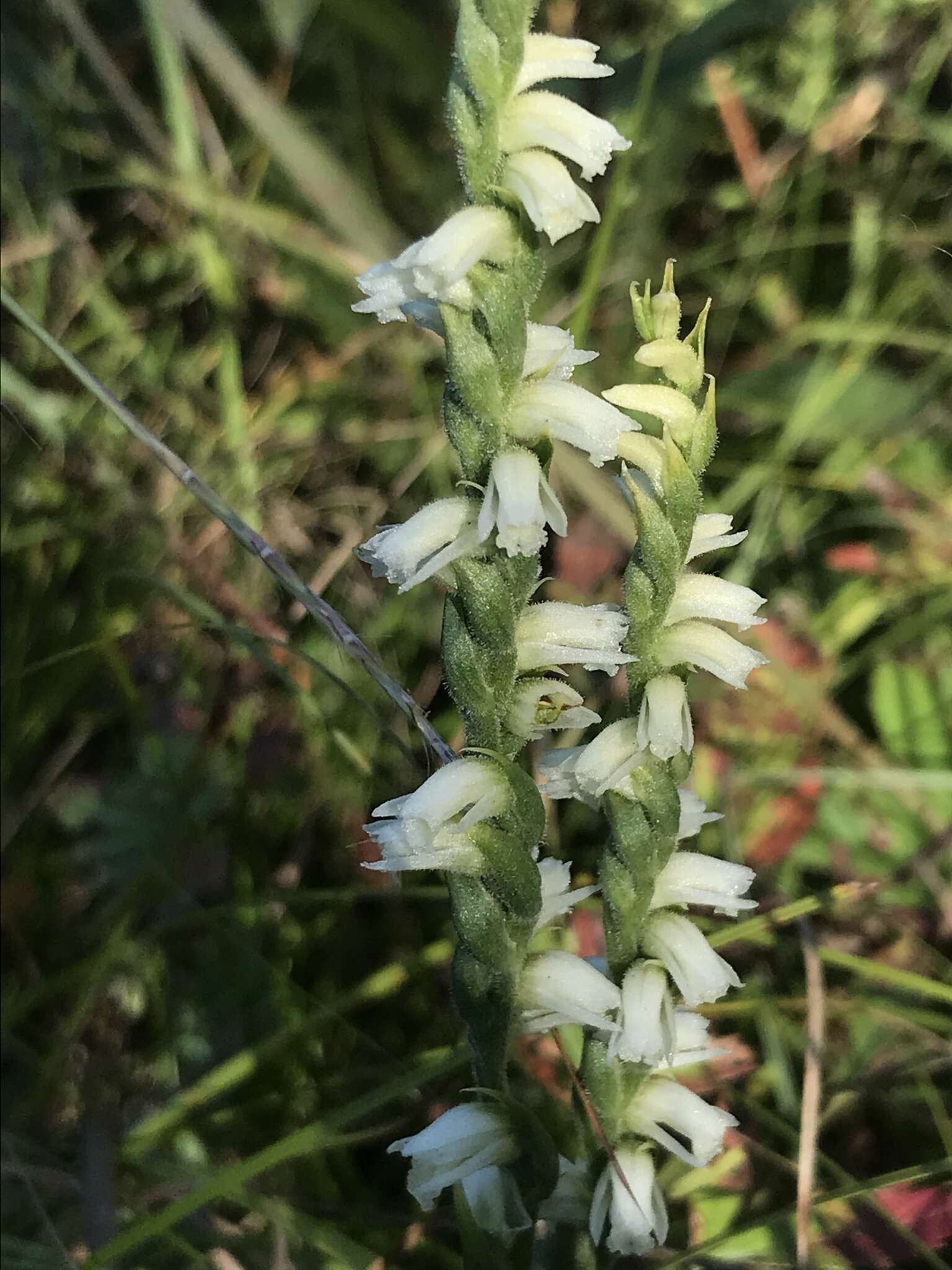 Image of Case's lady's tresses