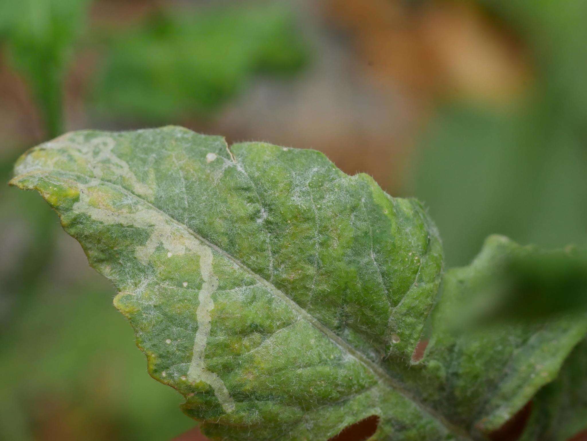 صورة Erysiphe cruciferarum Opiz ex L. Junell 1967