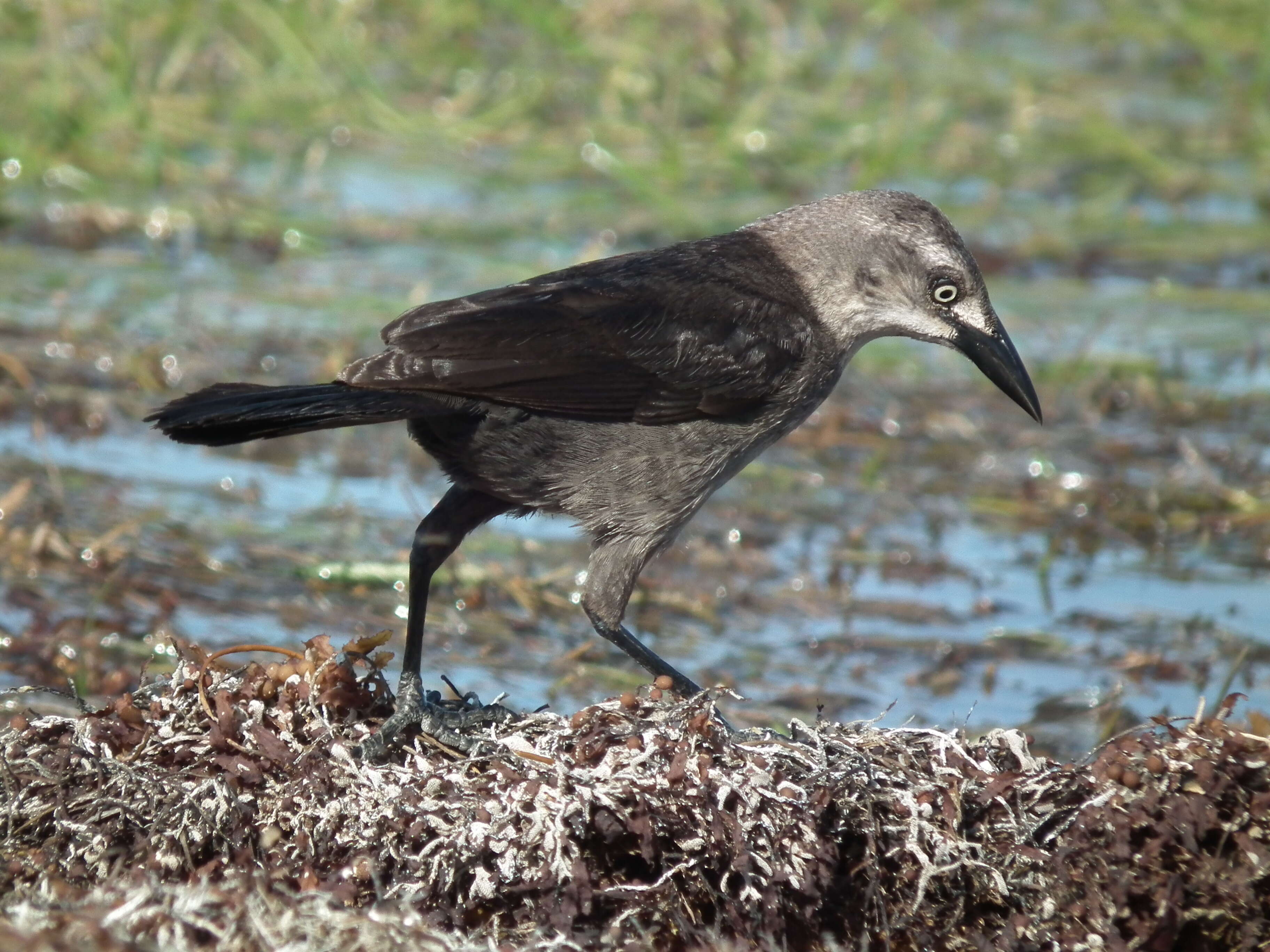 Image of Carib Grackle