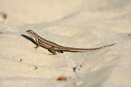 Image of Cozumel Spiny Lizard