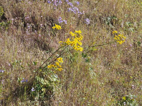 Image of Brewer's ragwort