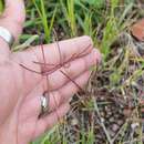 Sivun Cynodon plectostachyus (K. Schum.) Pilg. kuva