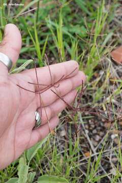 Imagem de Cynodon plectostachyus (K. Schum.) Pilg.