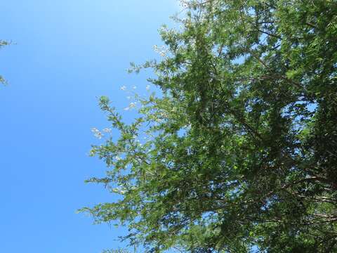 Image of Vachellia robusta subsp. clavigera (E. Mey.) Kyal. & Boatwr.