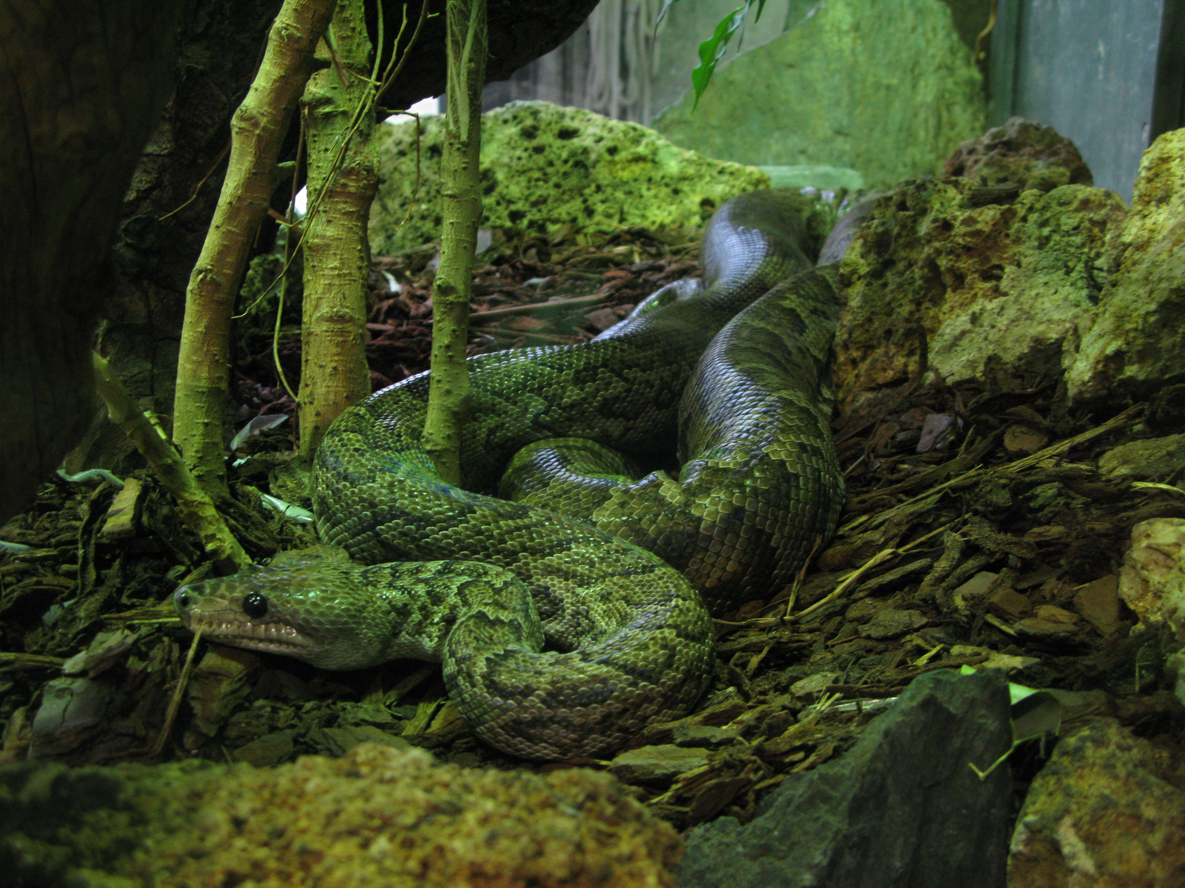 Image of Cuban Boa