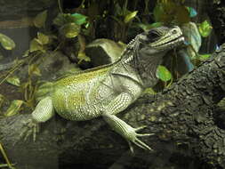 Image of Weber's Sailfin Lizard