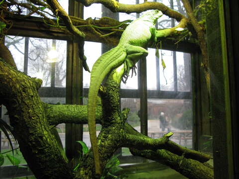 Image of Weber's Sailfin Lizard