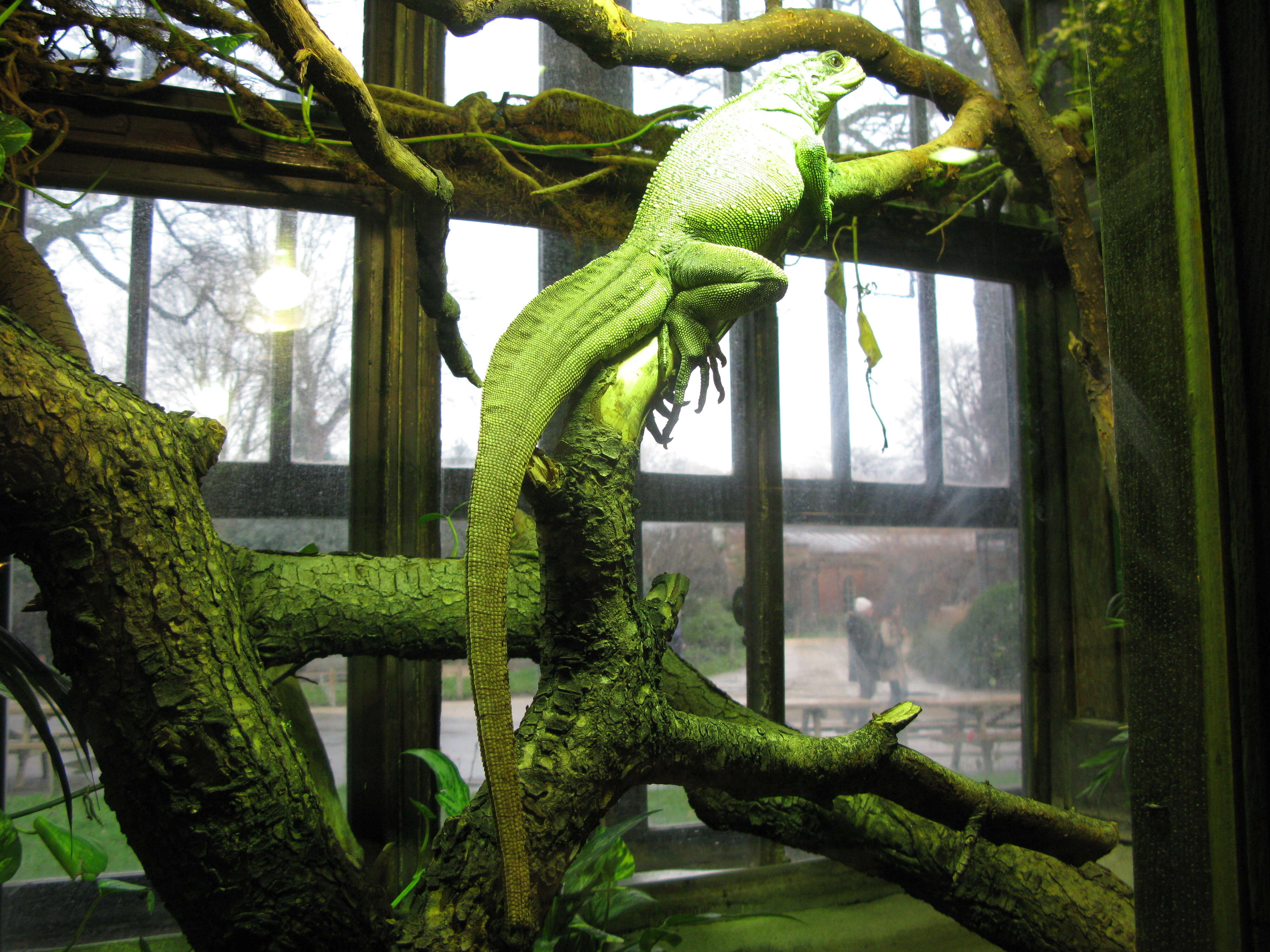 Image of Weber's Sailfin Lizard