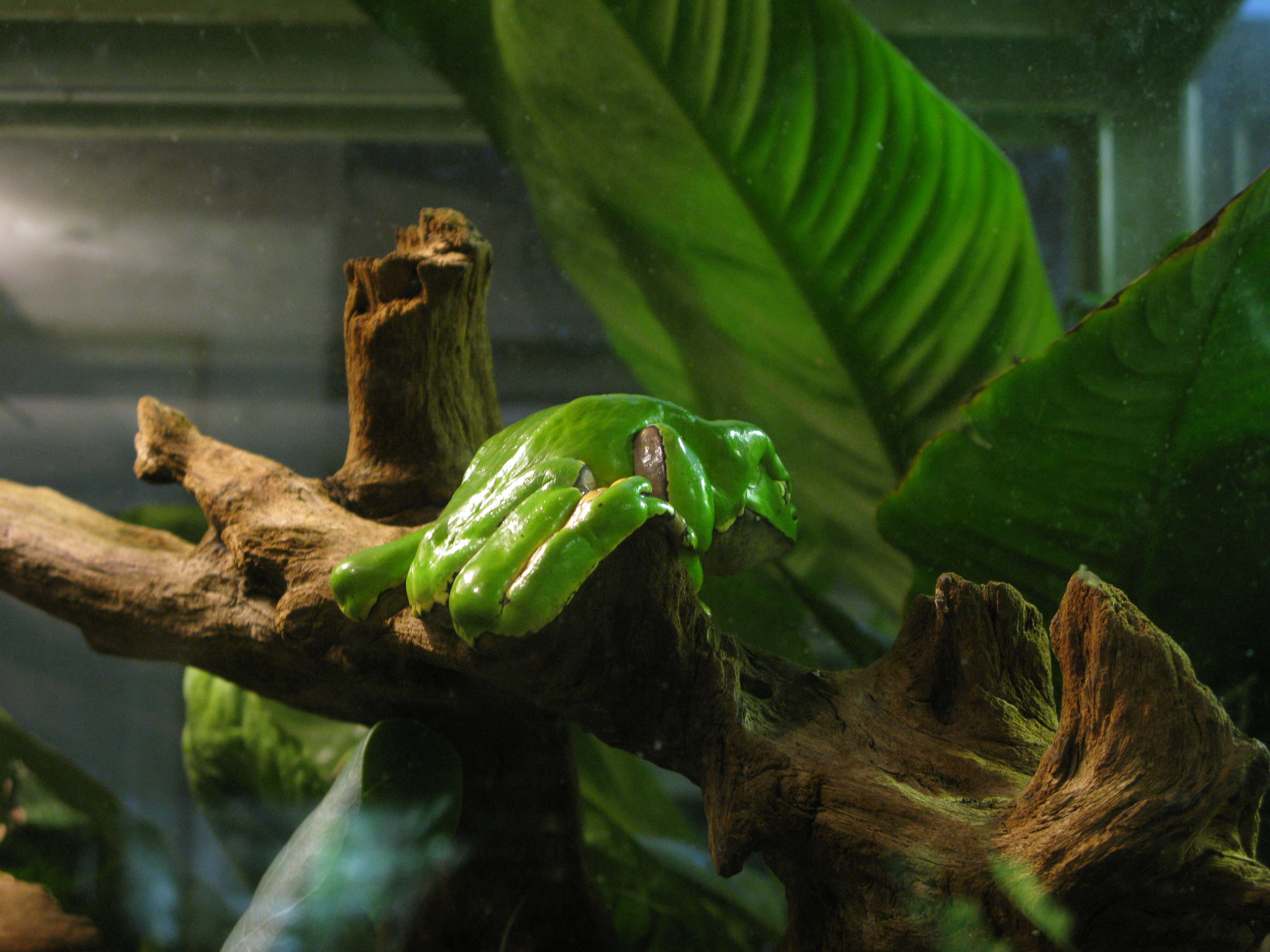 Image of Giant leaf frog