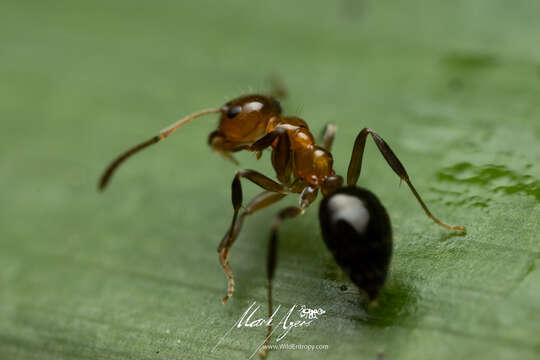 Image of Prolasius convexus McAreavey 1947