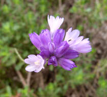 صورة Dichelostemma capitatum (Benth.) Alph. Wood