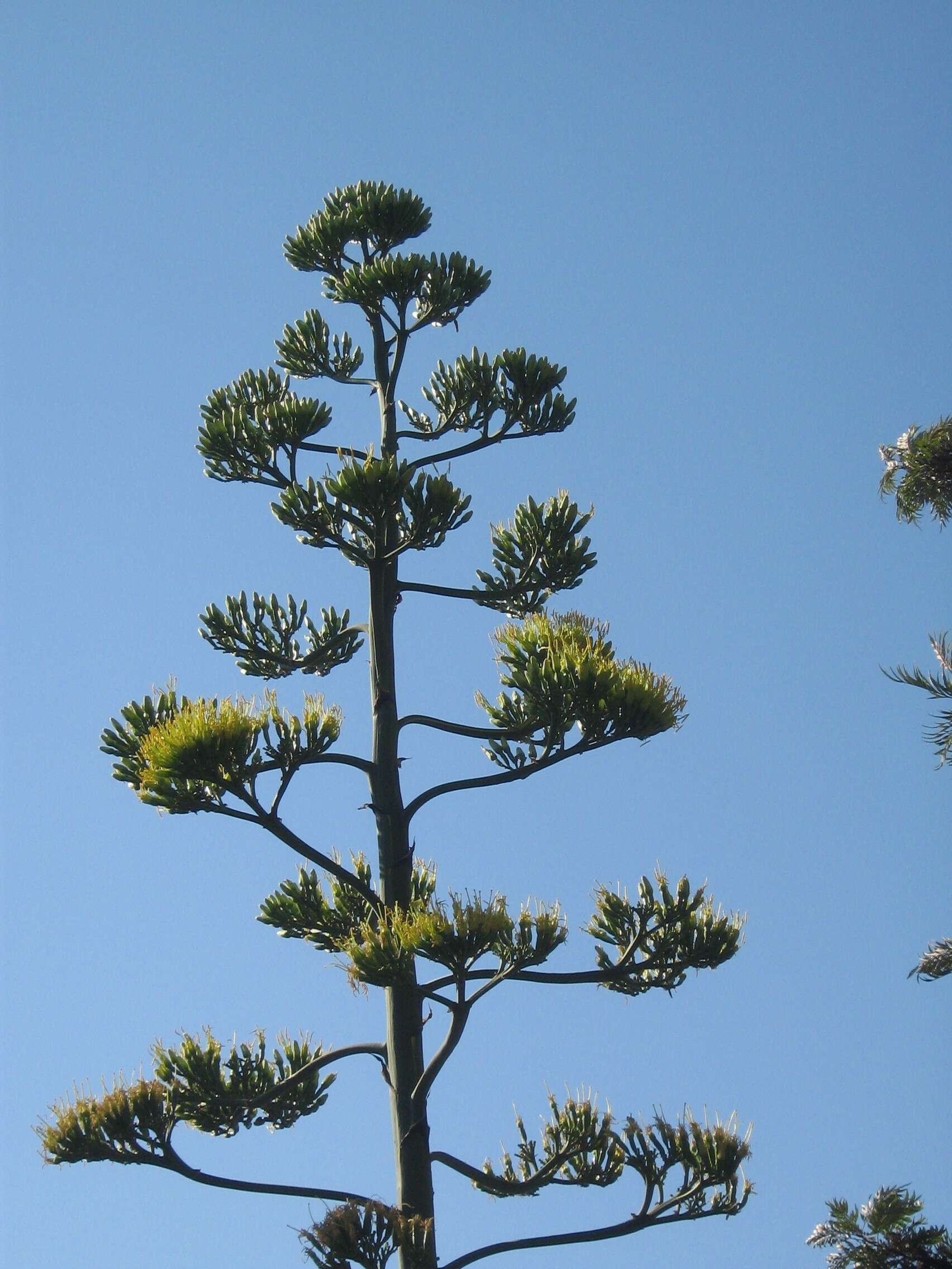 Image of American Aloe